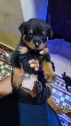 25 days Rottweiler healthy and active puppies