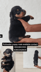Rottweiler puppies for sale in bangalore