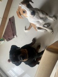 Rottweiler & indie breed two pup