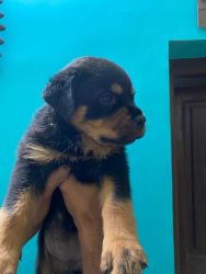 Champion Rottweiler puppies for sale