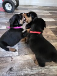 Rottweiler puppies looking for their forever homes