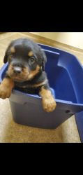 Rottweiler puppies ready for a forever home