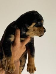 Selling Rottweiler Puppies