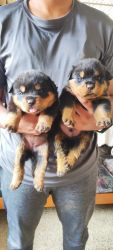 Rottweiler pups, pure breed, Show Quality, male and female available