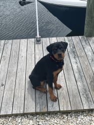 6 month old male Rottweiler, great with kids
