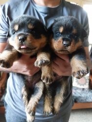Show quality heavy breed Rottweiler puppies available for sale