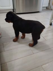 2 mo old Rott For sale
