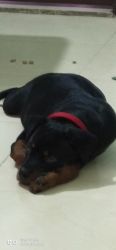 Want to sell my rottweiler