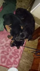 Male and female Rottweiler 45-50 days puppies