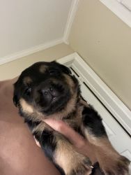 Selling pure breed Rottweiler puppies
