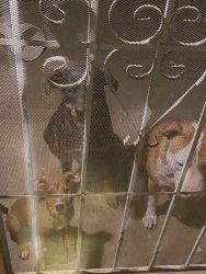Pitbull Rottweiler Puppies