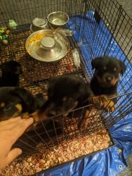 Akc rottweilers