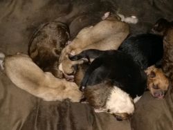 Rott/pit mix puppies. They train very well, and are very smart dogs.