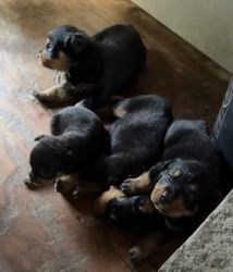 Rottweiler Puppies for sell
