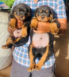 Big size rottweiler puppies available