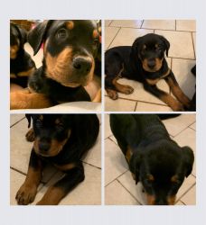Rottweiler puppy's for sale 2 boys and 2 girls.