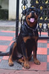 Selling Rottweiler dog -Thrissur