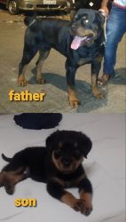 Rotweiler healthy and strong 2 months