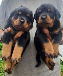 Quality Rottweiler puppies for sale in JP Nagar