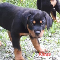 2 AKC Rottweiler Males