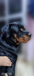 TO SELL ROTTWEILER