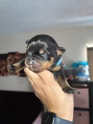 Loveable puppies forsale