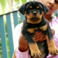 Cute imported line Rottweiler puppy