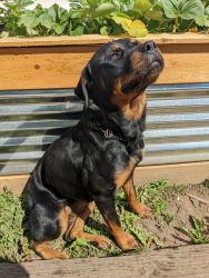 AKC Trained Female Rottweiler
