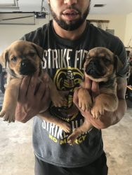 French Bull Rottweilers