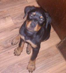 4 month old Female Rottweiler
