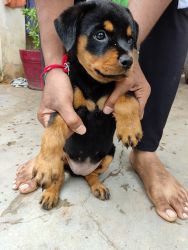 Rottweiler Baby at reasonable price