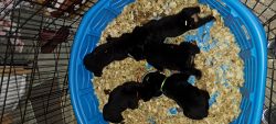 AKC German Rottweiler puppies for sale