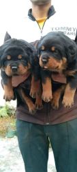 Rottweiler pups available All year 2022 tk