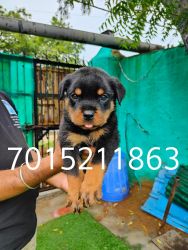 Rottweiler pups in Low Price