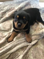 Rottweiler Puppies (full blooded)