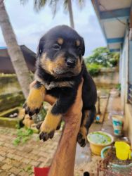 Top quality Rottweiler puppies for sale in Bangalore