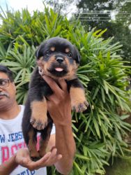 ROTTWEILER KCI approved (imported parents)