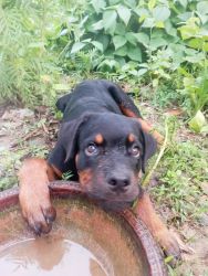 3 month old rott puppy for sale