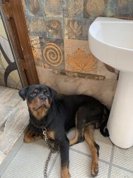 I want to sell mu Rottweiler