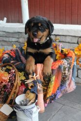 AKC Rottweilers