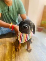 2 months old Rottweiler puppy available in Delhi.