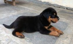 Cute Rottweiler puppies for sale