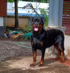 Top Quality rottweiler