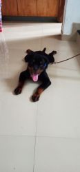 For sale Quality Rottweiler puppy