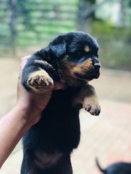 Rott male female 30 days old puppy’s