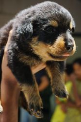We have 30 days 6 rottweiler puppies for sale.
