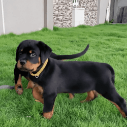 Quality show breed puppies available for their forever home