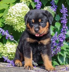 Marvelous Rottweiler for adoption