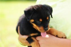 Well trained Rottweiler puppies for adoption or sale