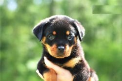 Cute Rottweiler Puppies for Adoption